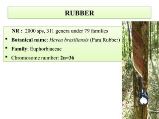 NR : 2000 sps, 311 genera under 79 families
 Botanical name: Hevea brasiliensis (Para Rubber)
 Family: Euphorbiaceae
 Chromosome number: 2n=36
RUBBER
 