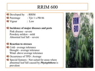 RRIM 600
Developed by : RRIM
Parentage : Tjir 1 x PB 86
Vigour : Low
Incidence of major diseases and pests
Pink disease - severe
Powdery mildew - mild
Abnormal leaf fall – severe
Reaction to stresses
Cold - average tolerance
Drought - average tolerance
Wind- above average tolerance
Occurrence of TPD : Average
Special features : Not suited for areas where
abnormal leaf fall caused by Phytophthora is
prevalent
 