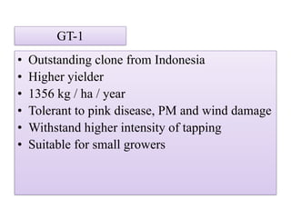 GT-1
• Outstanding clone from Indonesia
• Higher yielder
• 1356 kg / ha / year
• Tolerant to pink disease, PM and wind damage
• Withstand higher intensity of tapping
• Suitable for small growers
 