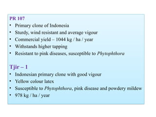 PR 107
• Primary clone of Indonesia
• Sturdy, wind resistant and average vigour
• Commercial yield – 1044 kg / ha / year
• Withstands higher tapping
• Resistant to pink diseases, susceptible to Phytophthora
Tjir – 1
• Indonesian primary clone with good vigour
• Yellow colour latex
• Susceptible to Phytophthora, pink disease and powdery mildew
• 978 kg / ha / year
 