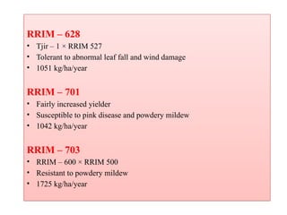 RRIM – 628
• Tjir – 1 × RRIM 527
• Tolerant to abnormal leaf fall and wind damage
• 1051 kg/ha/year
RRIM – 701
• Fairly increased yielder
• Susceptible to pink disease and powdery mildew
• 1042 kg/ha/year
RRIM – 703
• RRIM – 600 × RRIM 500
• Resistant to powdery mildew
• 1725 kg/ha/year
 