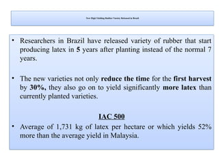 New High Yielding Rubber Variety Released in Brazil
• Researchers in Brazil have released variety of rubber that start
producing latex in 5 years after planting instead of the normal 7
years.
• The new varieties not only reduce the time for the first harvest
by 30%, they also go on to yield significantly more latex than
currently planted varieties.
IAC 500
• Average of 1,731 kg of latex per hectare or which yields 52%
more than the average yield in Malaysia.
 