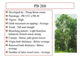 PB 260
Developed by : Prang Besar estate
Parentage : PB 5/51 x PB 49
Vigour : High
Girth increment on tapping : Average
Trunk : Tall and straight
Branching pattern : Light branches
balanced, branch union strong
Canopy : Dense, pale green leaves
Virgin bark thickness : Below average
Renewed bark thickness : Below
average
Number of latex vessel rows : Average
 