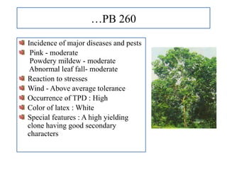 …PB 260
Incidence of major diseases and pests
Pink - moderate
Powdery mildew - moderate
Abnormal leaf fall- moderate
Reaction to stresses
Wind - Above average tolerance
Occurrence of TPD : High
Color of latex : White
Special features : A high yielding
clone having good secondary
characters
 