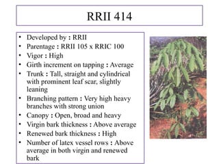 RRII 414
• Developed by : RRII
• Parentage : RRII 105 x RRIC 100
• Vigor : High
• Girth increment on tapping : Average
• Trunk : Tall, straight and cylindrical
with prominent leaf scar, slightly
leaning
• Branching pattern : Very high heavy
branches with strong union
• Canopy : Open, broad and heavy
• Virgin bark thickness : Above average
• Renewed bark thickness : High
• Number of latex vessel rows : Above
average in both virgin and renewed
bark
 