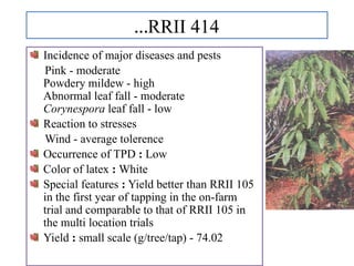 …RRII 414
Incidence of major diseases and pests
Pink - moderate
Powdery mildew - high
Abnormal leaf fall - moderate
Corynespora leaf fall - low
Reaction to stresses
Wind - average tolerence
Occurrence of TPD : Low
Color of latex : White
Special features : Yield better than RRII 105
in the first year of tapping in the on-farm
trial and comparable to that of RRII 105 in
the multi location trials
Yield : small scale (g/tree/tap) - 74.02
 