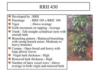 RRII 430
Developed by : RRII
Parentage : RRII 105 x RRIC 100
Vigor : Above average
Girth increment on tapping : Average
Trunk : Tall straight cylindrical stem with
smooth bark
Branching pattern : Balanced branching
with strong branch union. Moderate to
heavy branches
Canopy : Open broad and heavy with
large glossy leaves
Virgin bark thickness : High
Renewed bark thickness : High
Number of latex vessel rows : Above
average in both virgin and renewed bark
 