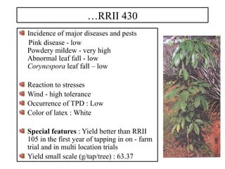 …RRII 430
Incidence of major diseases and pests
Pink disease - low
Powdery mildew - very high
Abnormal leaf fall - low
Corynespora leaf fall – low
Reaction to stresses
Wind - high tolerance
Occurrence of TPD : Low
Color of latex : White
Special features : Yield better than RRII
105 in the first year of tapping in on - farm
trial and in multi location trials
Yield small scale (g/tap/tree) : 63.37
 