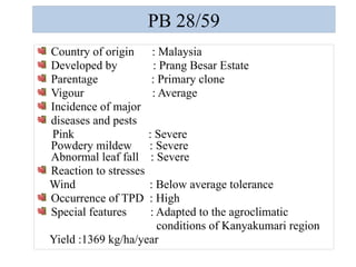 PB 28/59
Country of origin : Malaysia
Developed by : Prang Besar Estate
Parentage : Primary clone
Vigour : Average
Incidence of major
diseases and pests
Pink : Severe
Powdery mildew : Severe
Abnormal leaf fall : Severe
Reaction to stresses
Wind : Below average tolerance
Occurrence of TPD : High
Special features : Adapted to the agroclimatic
conditions of Kanyakumari region
Yield :1369 kg/ha/year
 