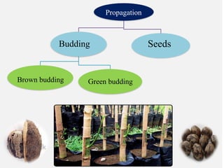 Propagation
Budding
Brown budding Green budding
Seeds
 