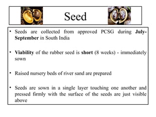 Seed
• Seeds are collected from approved PCSG during July-
September in South India
• Viability of the rubber seed is short (8 weeks) - immediately
sown
• Raised nursery beds of river sand are prepared
• Seeds are sown in a single layer touching one another and
pressed firmly with the surface of the seeds are just visible
above
 