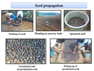 Seed propagation
Washing of seeds
Germinated and
un-germinated seeds
Picking up of
germinated seeds
Sprouted seed
Planting in nursery beds
 