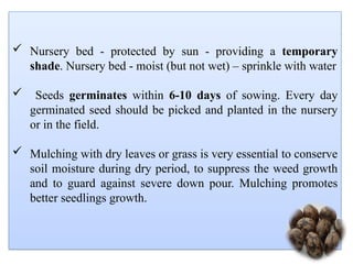  Nursery bed - protected by sun - providing a temporary
shade. Nursery bed - moist (but not wet) – sprinkle with water
 Seeds germinates within 6-10 days of sowing. Every day
germinated seed should be picked and planted in the nursery
or in the field.
 Mulching with dry leaves or grass is very essential to conserve
soil moisture during dry period, to suppress the weed growth
and to guard against severe down pour. Mulching promotes
better seedlings growth.
 