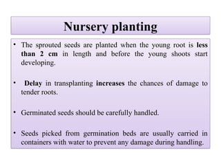 Nursery planting
• The sprouted seeds are planted when the young root is less
than 2 cm in length and before the young shoots start
developing.
• Delay in transplanting increases the chances of damage to
tender roots.
• Germinated seeds should be carefully handled.
• Seeds picked from germination beds are usually carried in
containers with water to prevent any damage during handling.
 
