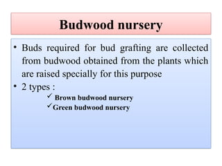Budwood nursery
• Buds required for bud grafting are collected
from budwood obtained from the plants which
are raised specially for this purpose
• 2 types :
 Brown budwood nursery
Green budwood nursery
 