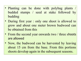 • Planting can be done with polybag plants /
budded stumps / seed at stake followed by
budding
• During first year : only one shoot is allowed to
grow and about one meter brown budwood can
be obtained from this
• From the second year onwards two / three shoots
are allowed
• Now, the budwood can be harvested by leaving
about 15 cm from the base. From this portions
shoots develop again in the subsequent seasons.
 