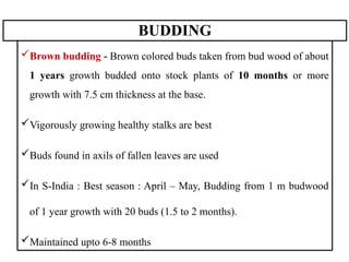 BUDDING
Brown budding - Brown colored buds taken from bud wood of about
1 years growth budded onto stock plants of 10 months or more
growth with 7.5 cm thickness at the base.
Vigorously growing healthy stalks are best
Buds found in axils of fallen leaves are used
In S-India : Best season : April – May, Budding from 1 m budwood
of 1 year growth with 20 buds (1.5 to 2 months).
Maintained upto 6-8 months
 