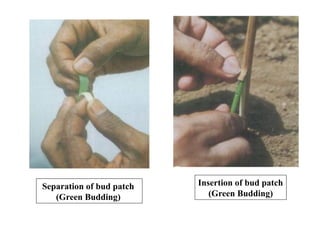 Separation of bud patch
(Green Budding)
Insertion of bud patch
(Green Budding)
 