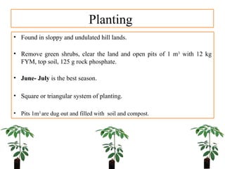 Planting
• Found in sloppy and undulated hill lands.
• Remove green shrubs, clear the land and open pits of 1 m3
with 12 kg
FYM, top soil, 125 g rock phosphate.
• June- July is the best season.
• Square or triangular system of planting.
• Pits 1m3
are dug out and filled with soil and compost.
 
