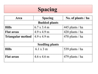 Spacing
Area Spacing No. of plants / ha
Budded plants
Hills 6.7 x 3.4 m 445 plants / ha
Flat areas 4.9 x 4.9 m 420 plants / ha
Triangular method 4.9 x 4.9 m 470 plants / ha
Seedling plants
Hills 6.1 x 3 m 539 plants / ha
Flat areas 4.6 x 4.6 m 479 plants / ha
 