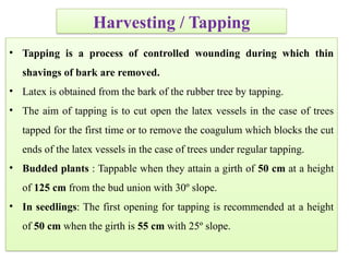 • Tapping is a process of controlled wounding during which thin
shavings of bark are removed.
• Latex is obtained from the bark of the rubber tree by tapping.
• The aim of tapping is to cut open the latex vessels in the case of trees
tapped for the first time or to remove the coagulum which blocks the cut
ends of the latex vessels in the case of trees under regular tapping.
• Budded plants : Tappable when they attain a girth of 50 cm at a height
of 125 cm from the bud union with 30º slope.
• In seedlings: The first opening for tapping is recommended at a height
of 50 cm when the girth is 55 cm with 25º slope.
Harvesting / Tapping
 