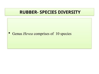  Genus Hevea comprises of 10 species
RUBBER- SPECIES DIVERSITY
 