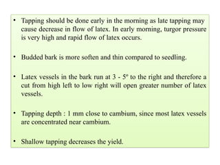 • Tapping should be done early in the morning as late tapping may
cause decrease in flow of latex. In early morning, turgor pressure
is very high and rapid flow of latex occurs.
• Budded bark is more soften and thin compared to seedling.
• Latex vessels in the bark run at 3 - 5º to the right and therefore a
cut from high left to low right will open greater number of latex
vessels.
• Tapping depth : 1 mm close to cambium, since most latex vessels
are concentrated near cambium.
• Shallow tapping decreases the yield.
 