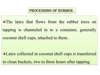 Processing of rubber
The latex that flows from the rubber trees on
tapping is channeled in to a container, generally
coconut shell cups, attached to them.
Latex collected in coconut shell cups is transferred
to clean buckets, two to three hours after tapping.
 