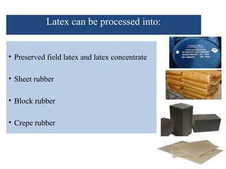 Latex can be processed into:
• Preserved field latex and latex concentrate
• Sheet rubber
• Block rubber
• Crepe rubber
 