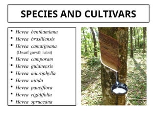 SPECIES AND CULTIVARS
 Hevea benthamiana
 Hevea brasiliensis
 Hevea camargoana
(Dwarf growth habit)
 Hevea camporam
 Hevea guianensis
 Hevea microphylla
 Hevea nitida
 Hevea pauciflora
 Hevea rigidifolia
 Hevea spruceana
 