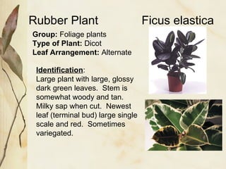 Rubber Plant Ficus elastica Group:  Foliage plants Type of Plant:  Dicot Leaf Arrangement:  Alternate Identification : Large plant with large, glossy dark green leaves.  Stem is somewhat woody and tan.  Milky sap when cut.  Newest leaf (terminal bud) large single scale and red.  Sometimes variegated. 