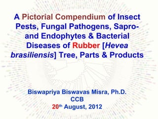 A Pictorial Compendium of Insect
 Pests, Fungal Pathogens, Sapro-
    and Endophytes & Bacterial
    Diseases of Rubber [Hevea
brasiliensis] Tree, Parts & Products



    Biswapriya Biswavas Misra, Ph.D.
                  CCB
           20th August, 2012
 