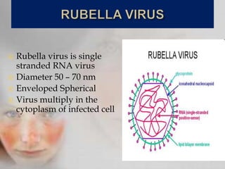  Rubella virus is single
stranded RNA virus
 Diameter 50 – 70 nm
 Enveloped Spherical
 Virus multiply in the
cytoplasm of infected cell
 