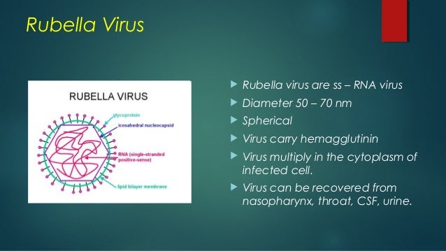 Семейство togaviridae, род rubivirus. Картинка рубелла вирус. Rubella virus что означает. Rubella virus что означает. Rubella virus что означает.