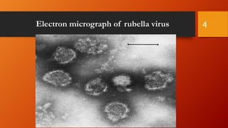 Electron micrograph of rubella virus 4
 