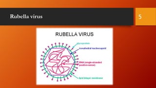 Rubella virus 5
 