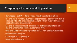 Morphology, Genome and Replication
• Enveloped , ssRNA+ : 10kb , has a high GC content at 69.5%.
• 5` end has a 7-methyl guanosine cap:encodes a polyprotein that is
cleaved into 2 NS-proteins:p150 and p90 which involved in genome
replication and transcription.
• 3` end is polyadenylated: encodes for 3 structural proteins : E1,
E2 and C translated from a subgenomic RNA.
• Has two ORFs which are separated by 123 non-coding nucleotides.
• Unidentified receptor.
• 1 serotype and 7 genotype.
• Only infects humans.
7
 