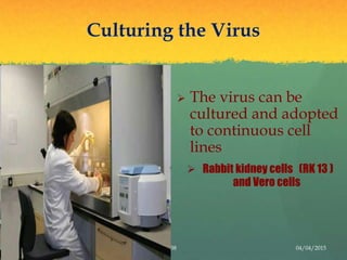 Culturing the Virus
 The virus can be
cultured and adopted
to continuous cell
lines
 Rabbit kidney cells (RK 13 )
and Vero cells
04/04/201538
 