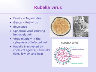 Rubella+chicken pox | PPT