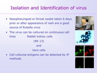 Isolation and Identification of virus

• Nasopharyngeal or throat swabs taken 6 days
  prior or after appearance of rash are a good
  source of Rubella virus
• The virus can be cultured on continuous cell
  lines        Rabbit kidney cells
                    (RK 13)
                      and
                   Vero cells
• Cell cultured antigens can be detected by IF
  methods
 