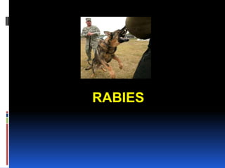 RABIES
 