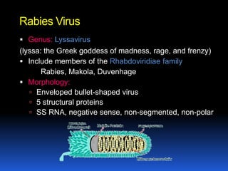 Rabies Virus
 Genus: Lyssavirus
(lyssa: the Greek goddess of madness, rage, and frenzy)
 Include members of the Rhabdoviridiae family
       Rabies, Makola, Duvenhage
 Morphology:
    Enveloped bullet-shaped virus
    5 structural proteins
    SS RNA, negative sense, non-segmented, non-polar
 