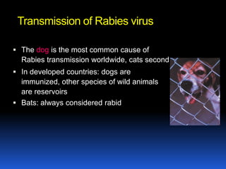 Transmission of Rabies virus

 The dog is the most common cause of
  Rabies transmission worldwide, cats second
 In developed countries: dogs are
  immunized, other species of wild animals
  are reservoirs
 Bats: always considered rabid
 