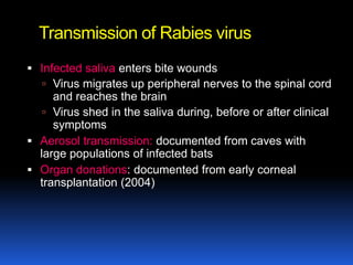 Transmission of Rabies virus
 Infected saliva enters bite wounds
    Virus migrates up peripheral nerves to the spinal cord
     and reaches the brain
    Virus shed in the saliva during, before or after clinical
     symptoms
 Aerosol transmission: documented from caves with
  large populations of infected bats
 Organ donations: documented from early corneal
  transplantation (2004)
 