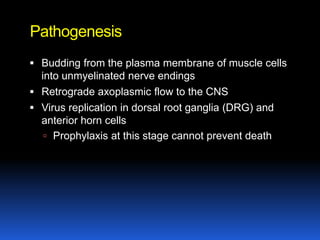 Pathogenesis
 Budding from the plasma membrane of muscle cells
  into unmyelinated nerve endings
 Retrograde axoplasmic flow to the CNS
 Virus replication in dorsal root ganglia (DRG) and
  anterior horn cells
    Prophylaxis at this stage cannot prevent death
 