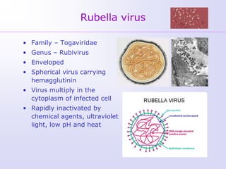 Rubella virus

• Family – Togaviridae
• Genus – Rubivirus
• Enveloped
• Spherical virus carrying
  hemagglutinin
• Virus multiply in the
  cytoplasm of infected cell
• Rapidly inactivated by
  chemical agents, ultraviolet
  light, low pH and heat
 
