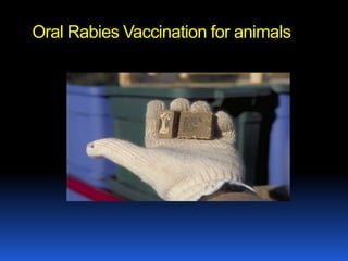 Oral Rabies Vaccination for animals
 