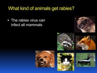 What kind of animals get rabies?

 The rabies virus can
  infect all mammals
 