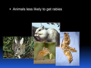  Animals less likely to get rabies
 