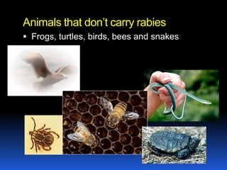 Animals that don’t carry rabies
 Frogs, turtles, birds, bees and snakes
 